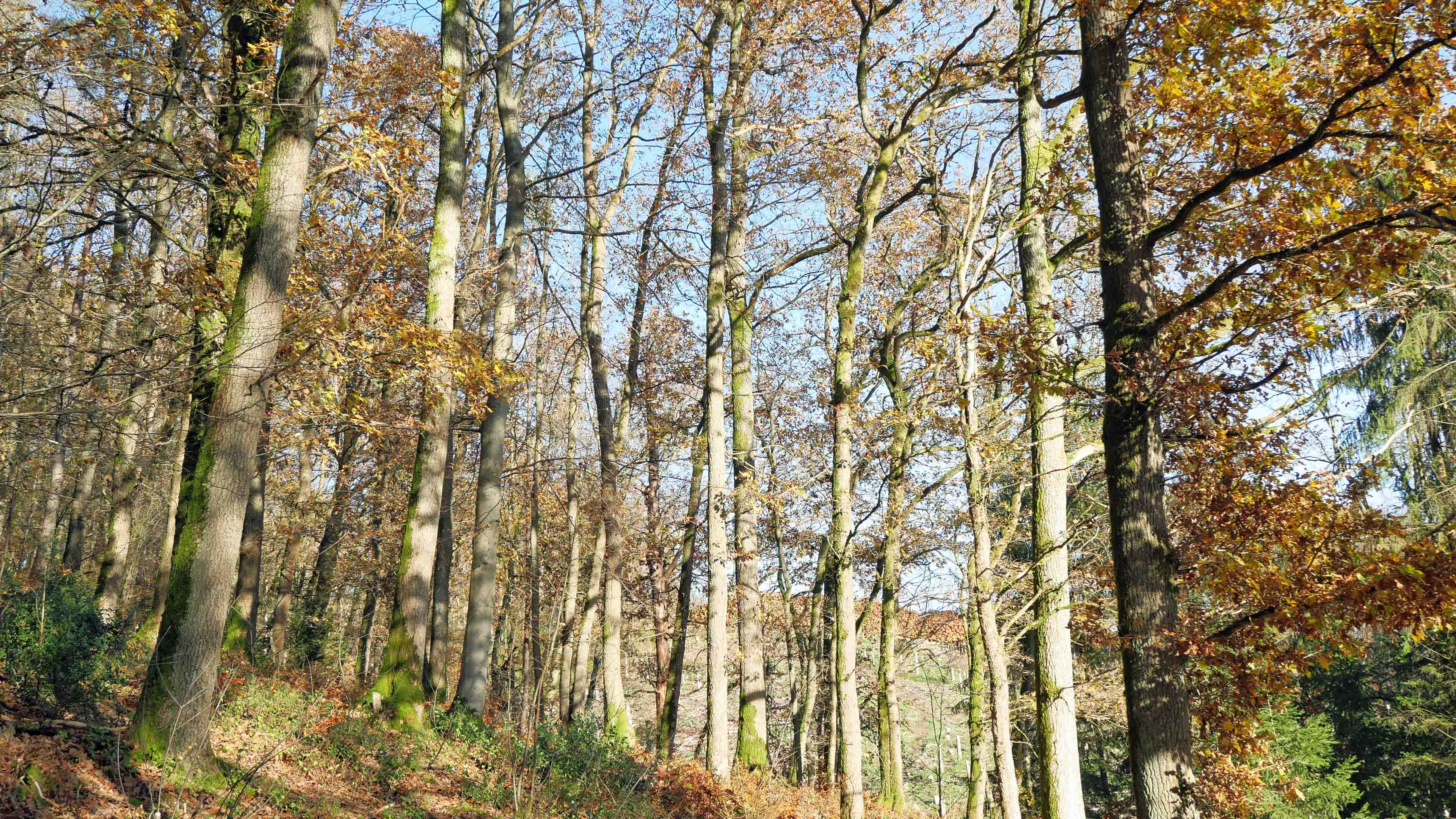 Morsbach-Niederzielenbach: Alleinlage mit angrenzendem Eichenwald, Wiese und Bachlauf, hoher Wert an Brennholz/Laubbäumen im Kaufpreis enthalten
