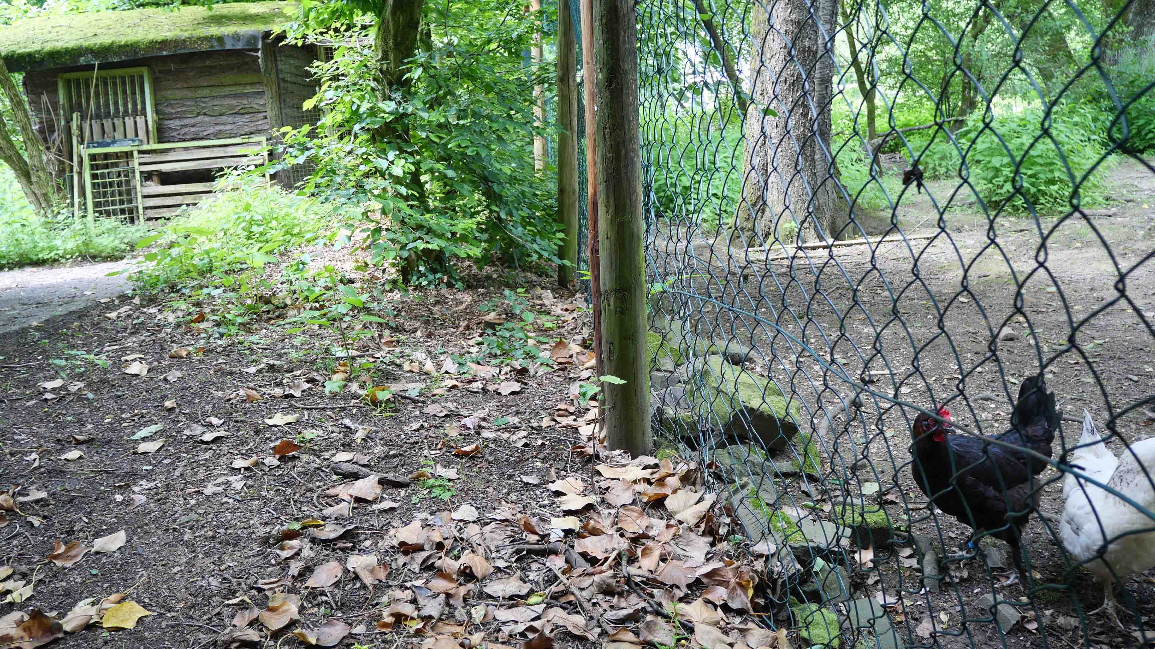 Waldbröl-Happach: Landhaus mit Stall/Scheune - perfekt fürs Landleben, ...Hühnerstall